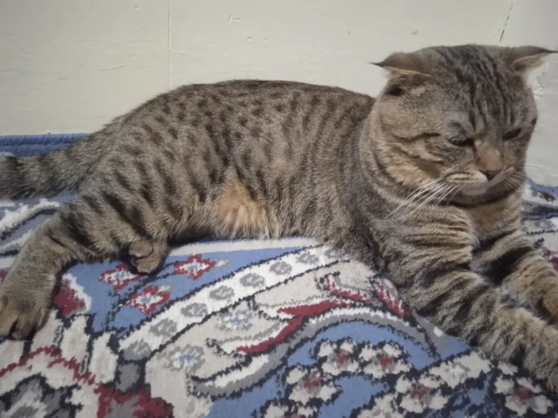 Isim:Najiko Yosh:1yoshu10oylik jinsi:ogil — фото 1