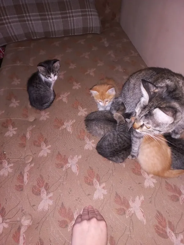 mushuklar hadiyaga beriladi 2