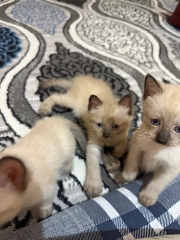 Сиямская кошка 1