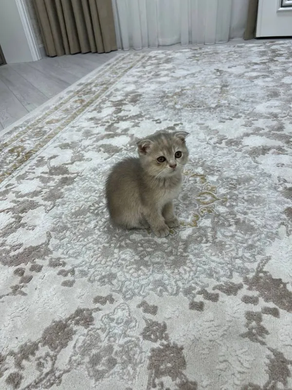Пародистая кошка — фото 1