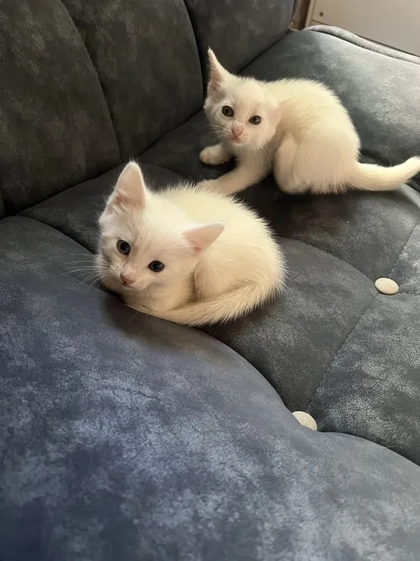 Продаю котят котенек белого цвета пародистые — фото 1