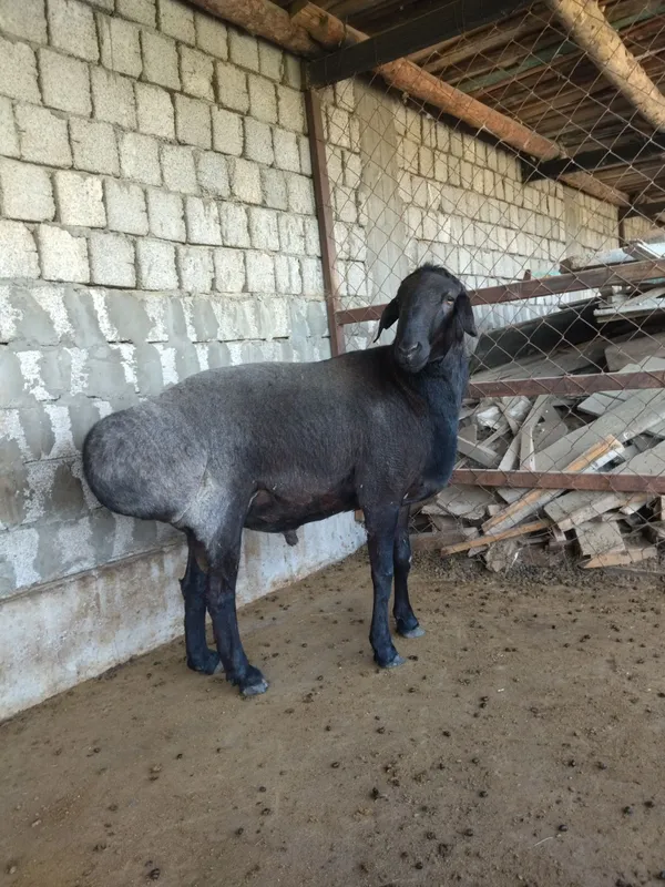 Zotdor qoʻchqor sotiladi 3 yosh rangi qora shoxi yuq narxi 2000 $