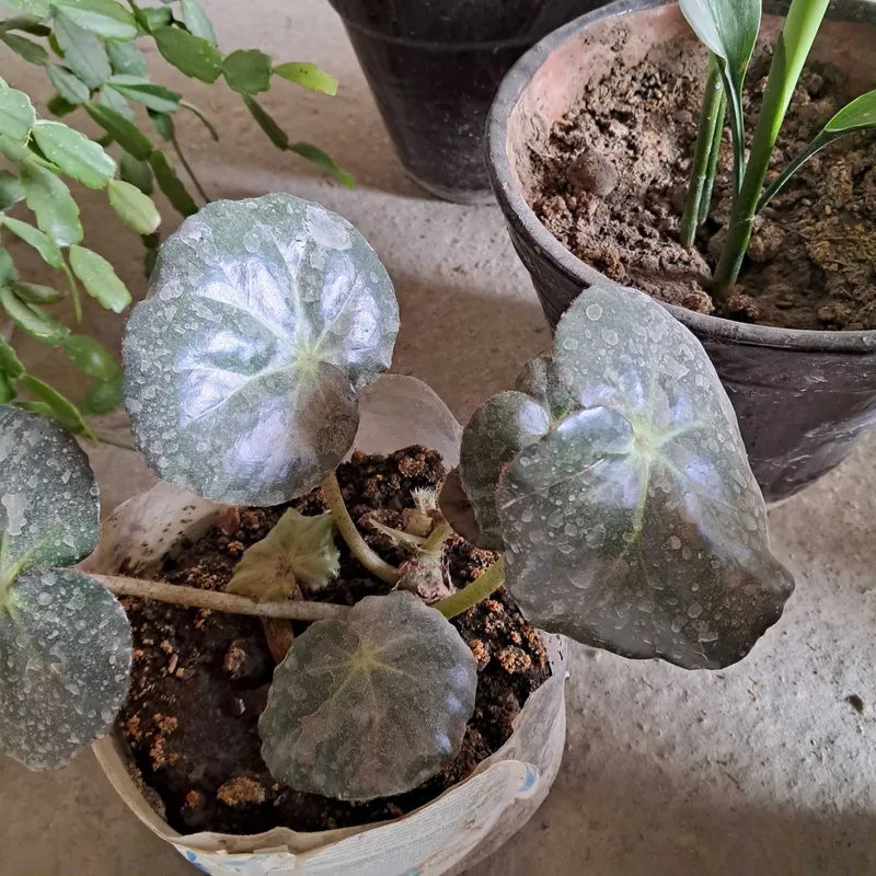 Tuvakli Gullar SOTILADI 4 Tuvakli Gullar SOTILADI 4