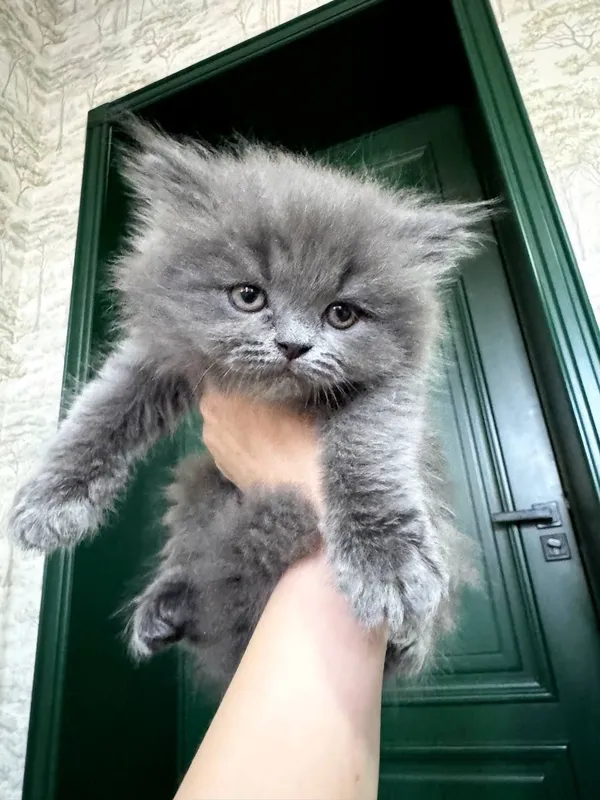 котята