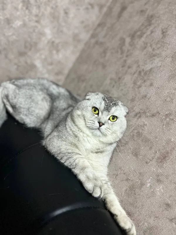 Продаётся шиншилла Продаётся шиншилла