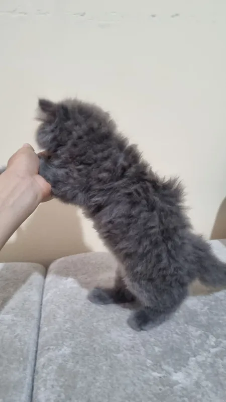 Шотландский фолд и Шотландский страйт 5