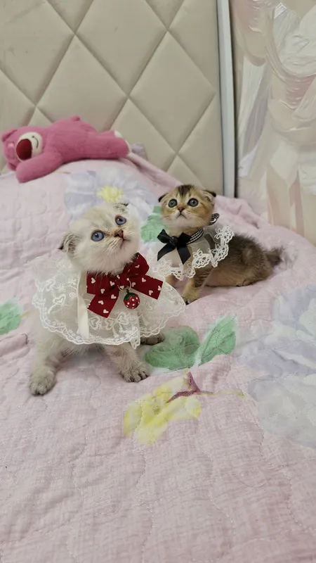 чистокроные котята