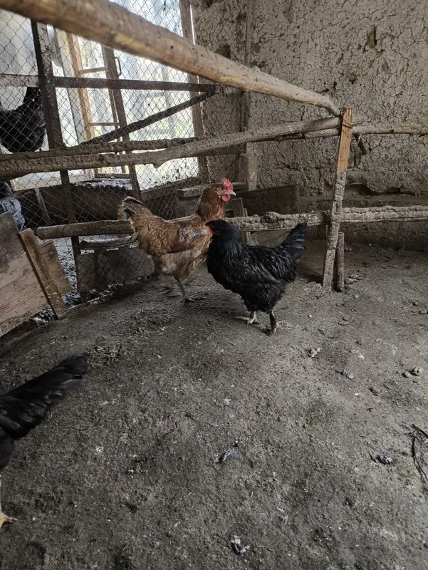 Tuxum qoyib turgan tovuqla sotiladi