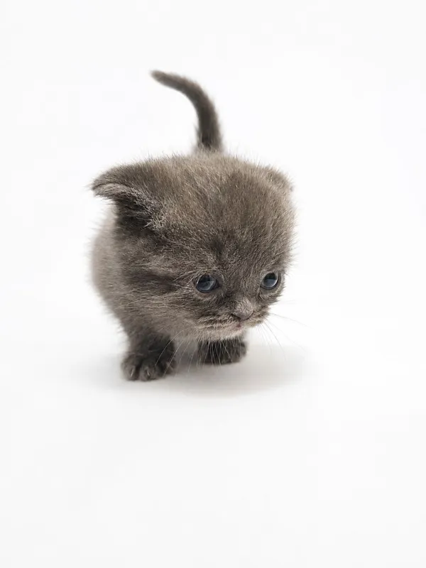 Котята Scottish Fold + British Chinchilla
