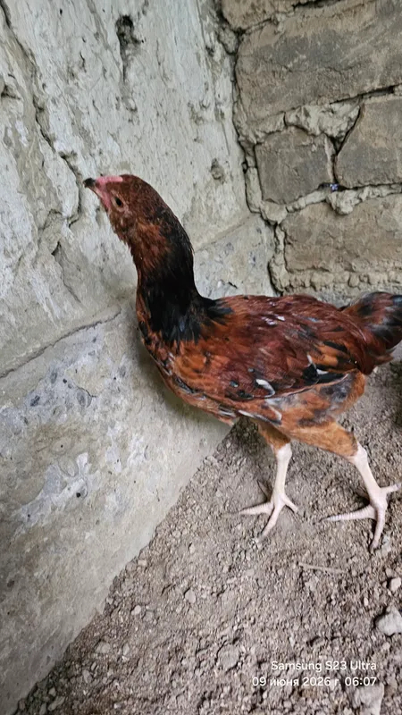 Jojalar sotiladi 3 oylik Jujalar Jo'jalar Цыплята — фото 3 Jojalar sotiladi 3 oylik Jujalar Jo'jalar Цыплята — фото 3