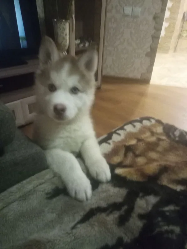 хаски haski xaski bolalari 5 хаски haski xaski bolalari 5