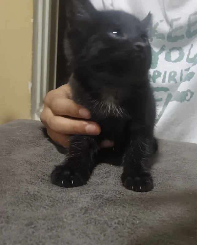 Котята бесплатно 2 Котята бесплатно 2