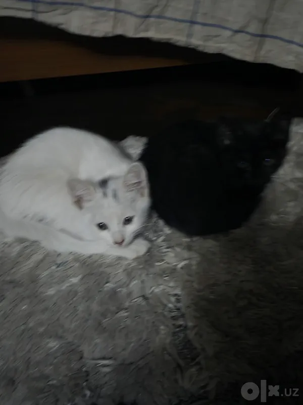Котята, 2 месяца, бесплатно 3 Котята, 2 месяца, бесплатно 3