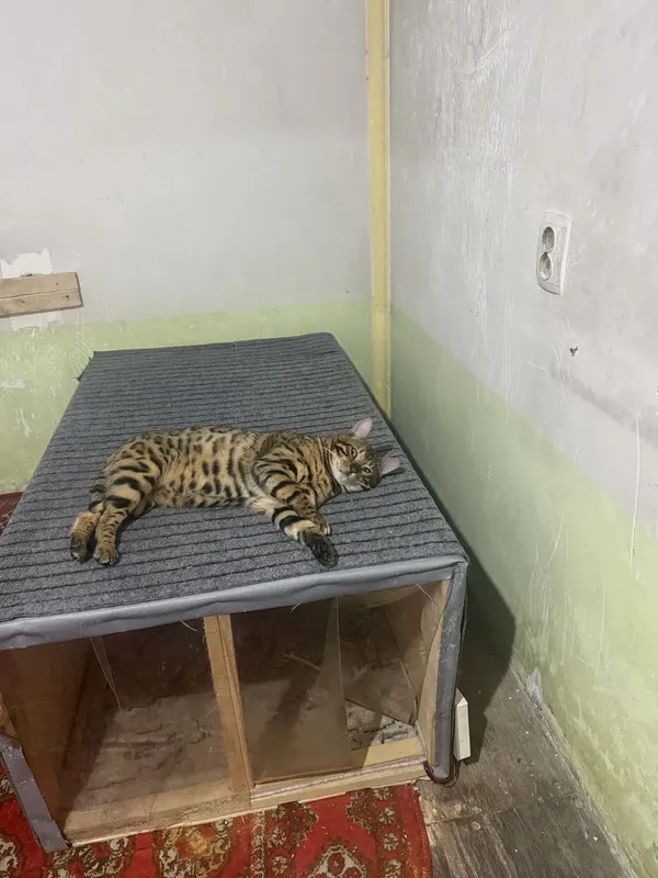 Кот Бенгалский. Паспорт привка имейитса
