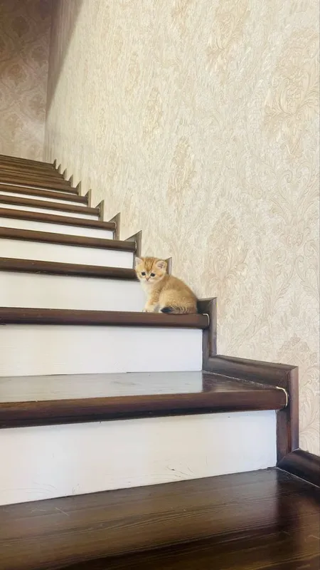 Золотая шиншилла продаётся