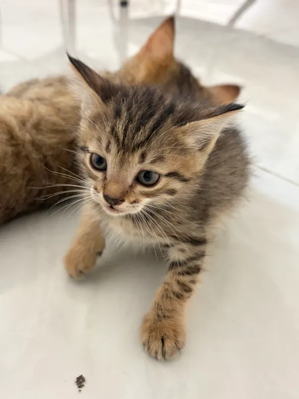 Котята бесплатно