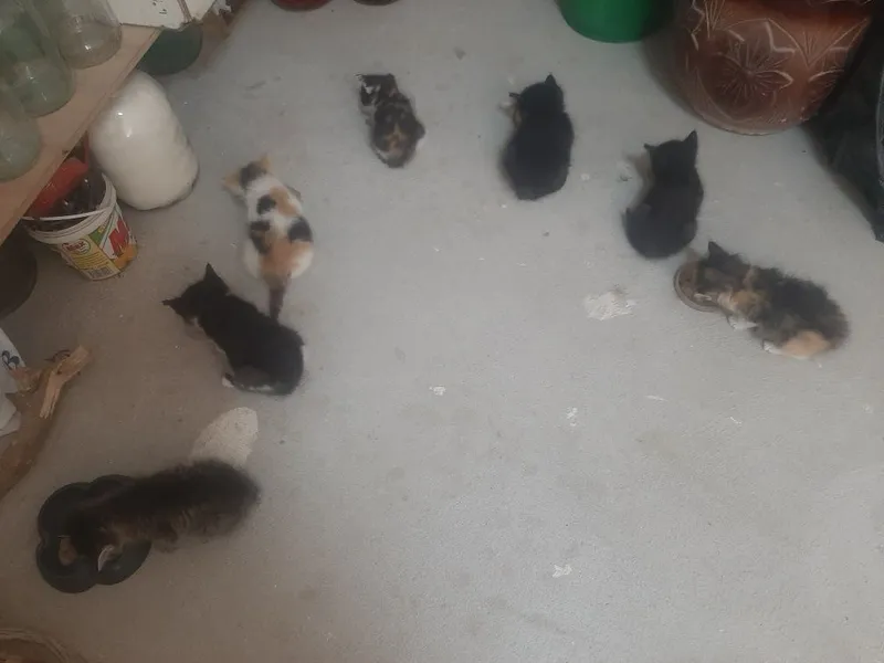котята домашние... — фото 3