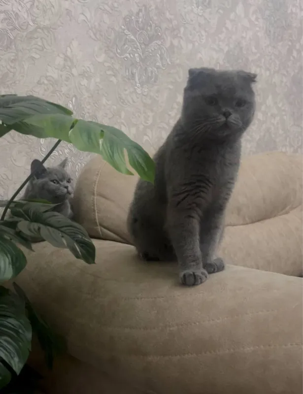 Суппер нархда 2 та мушук пара