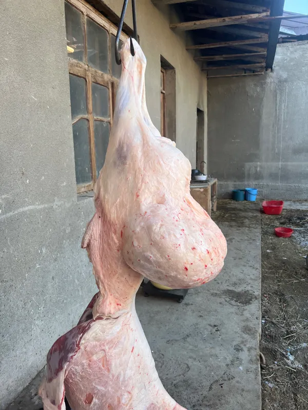 Aqiqa va qurbonlik uchun qo’ylar — фото 4