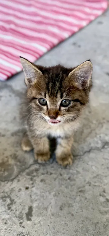 котенок бесплатно