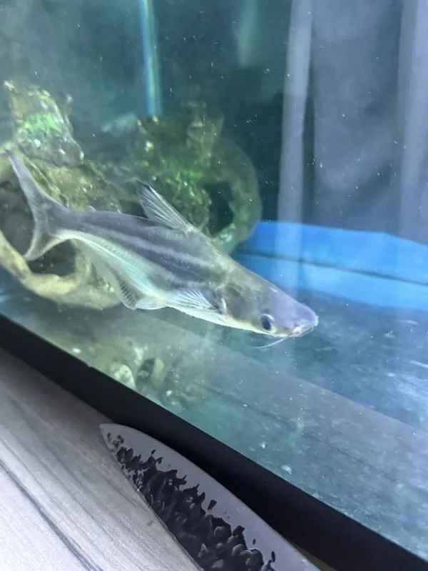 Pangasius пангасиус акула сом 1