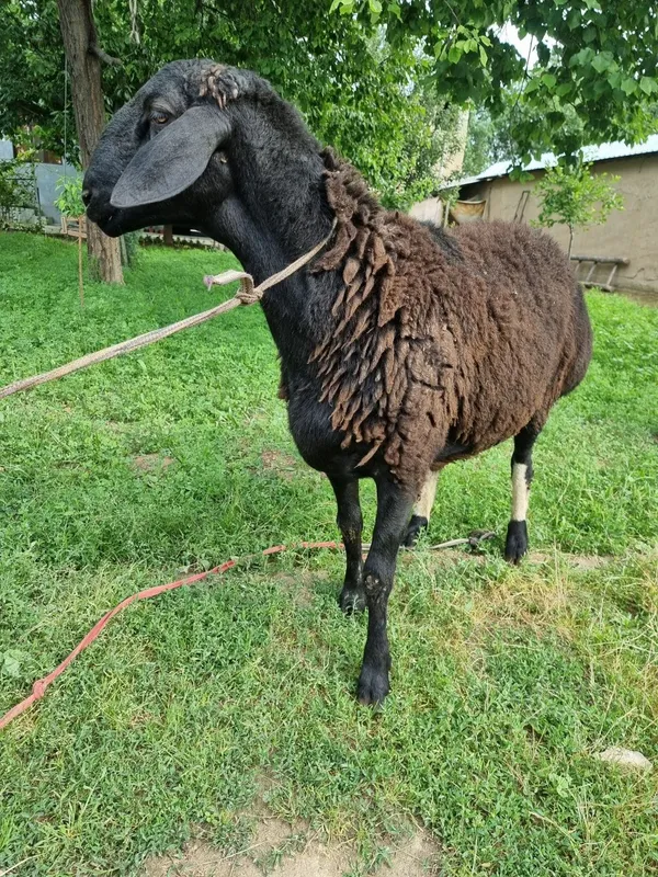 Qurbonlika yirik qôchqor sotiladi — фото 5