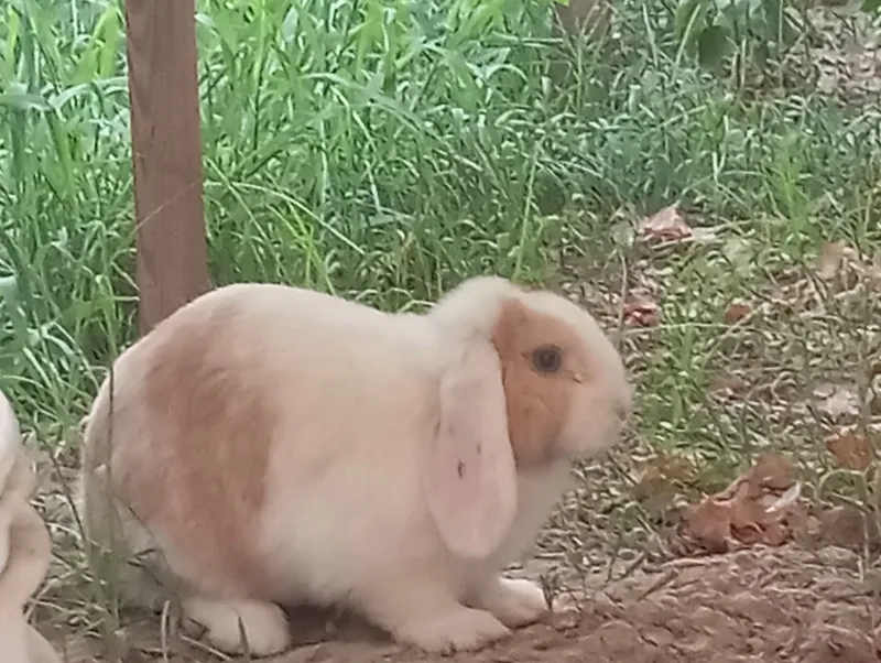 вислоухий кролик 1