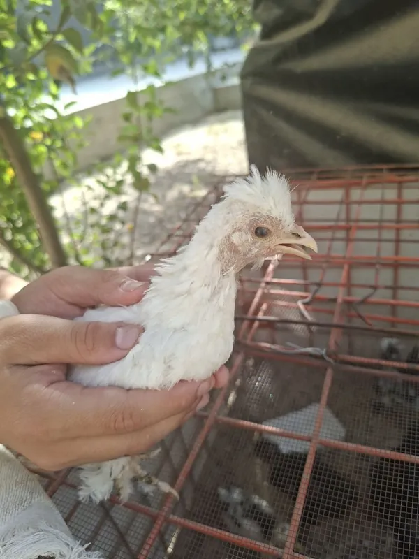 Икки ойлик асл зотли Японка жўжаларини