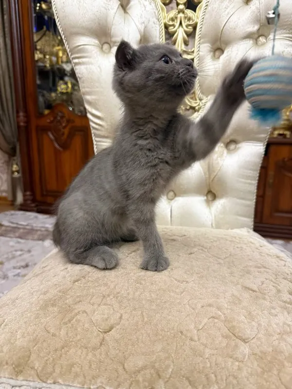 Скоттиш 3месяц, пародистый