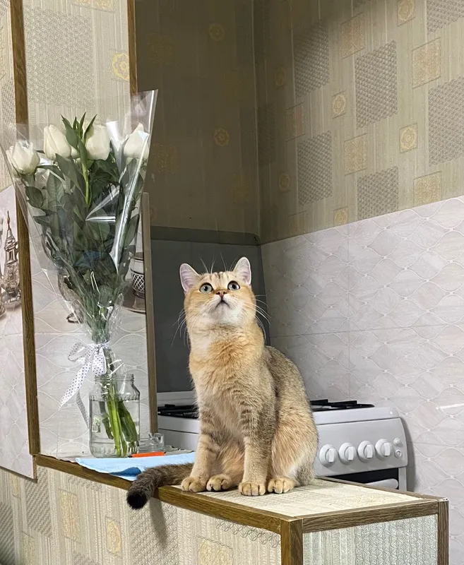 Кошка золотая шиншилла (стерилизована) — фото 4