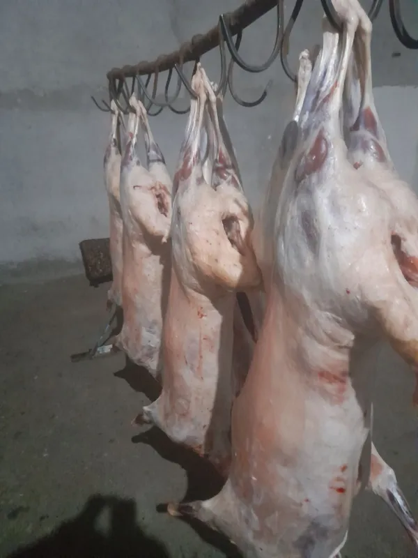 Qassob xizmati 24/7 Aqiqa va qochqor