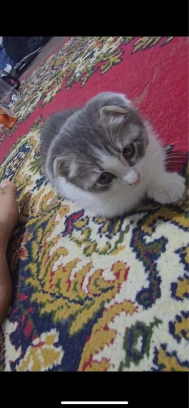 Пародистый ломашний кот
