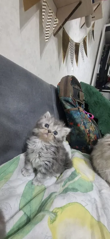 Продаются котята скотишь страйт,фолд. — фото 3