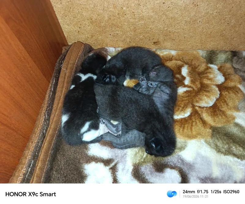 Котята бесплатно! 1 Котята бесплатно! 1