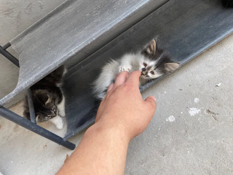 котята полтора-два месяца три мальчика одна девочка — фото 1 котята полтора-два месяца три мальчика одна девочка — фото 1