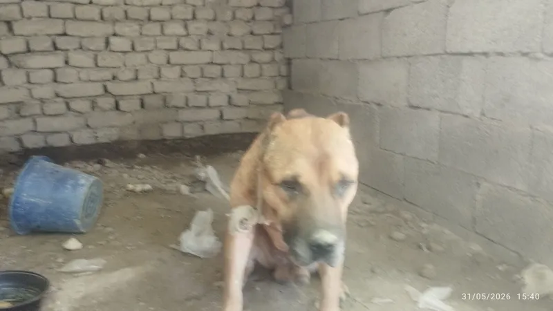 zotli  pit bul