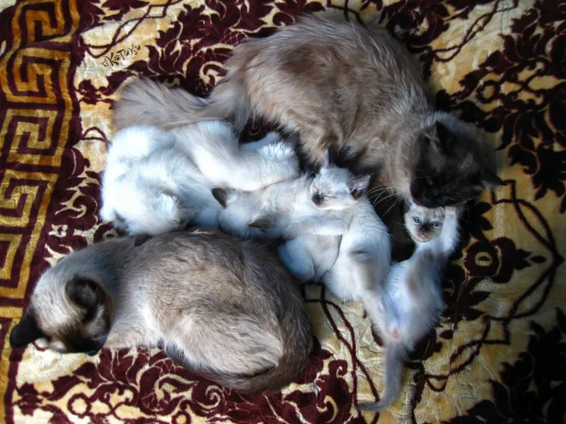 Tay (Siam) mushukchalari. 2 oylik. Gipoallergen 1 Tay (Siam) mushukchalari. 2 oylik. Gipoallergen 1