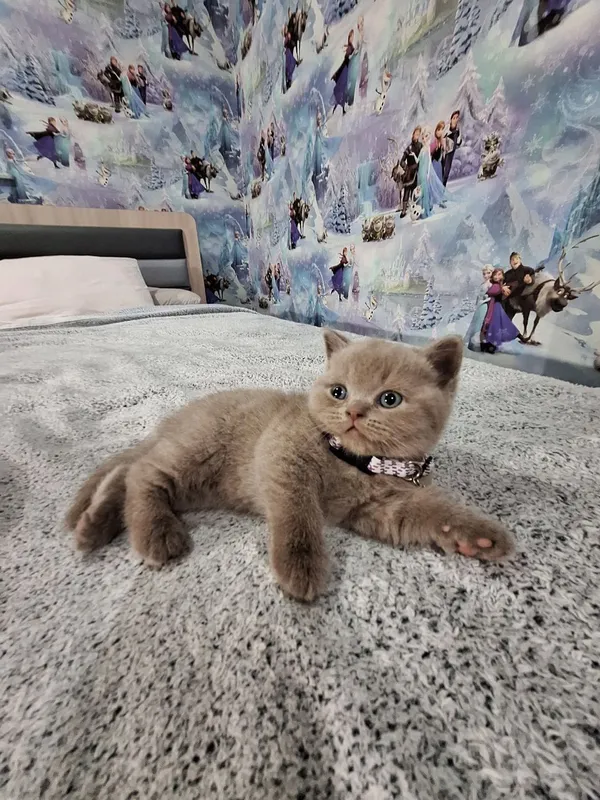 Вязка Чистокровный британский короткошерстный кот — фото 4
