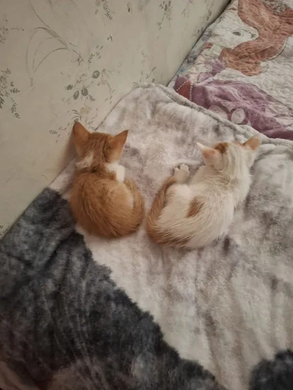 Отдам котят в добрые руки 2 Отдам котят в добрые руки 2