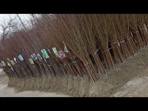 мевали кўчатлар мевали кўчатлар