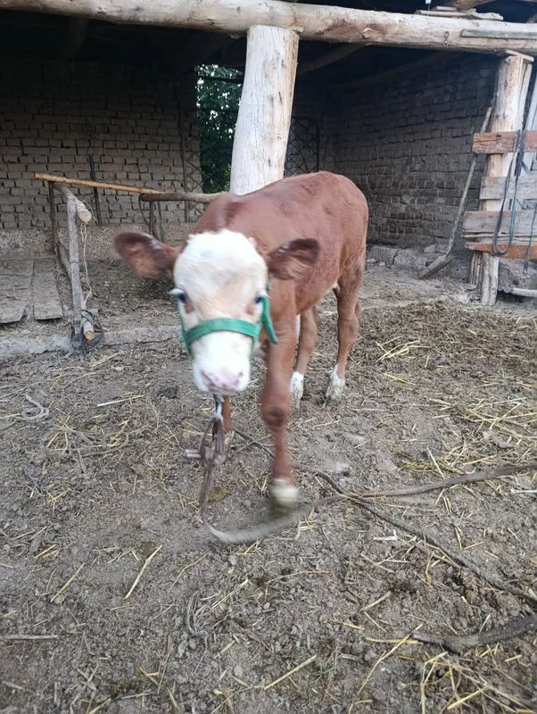 Simental buqacha sotiladi narxi 22 mln xayri bor kelishiladi t 1 Simental buqacha sotiladi narxi 22 mln xayri bor kelishiladi t 1