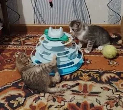 Котята домашние бесплатно в хорошие руки — фото 6
