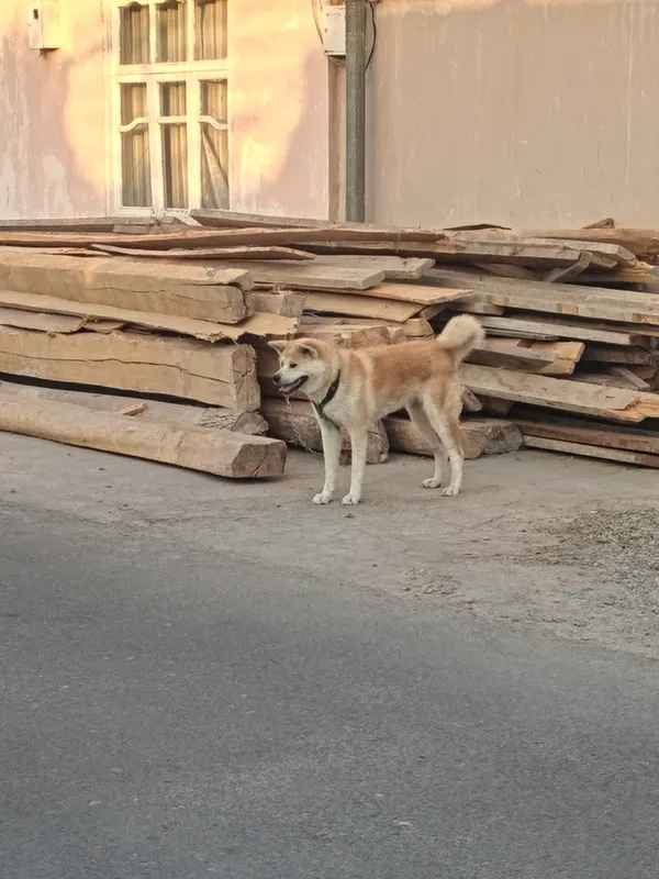Akito-Inu sotiladi 4 Akito-Inu sotiladi 4