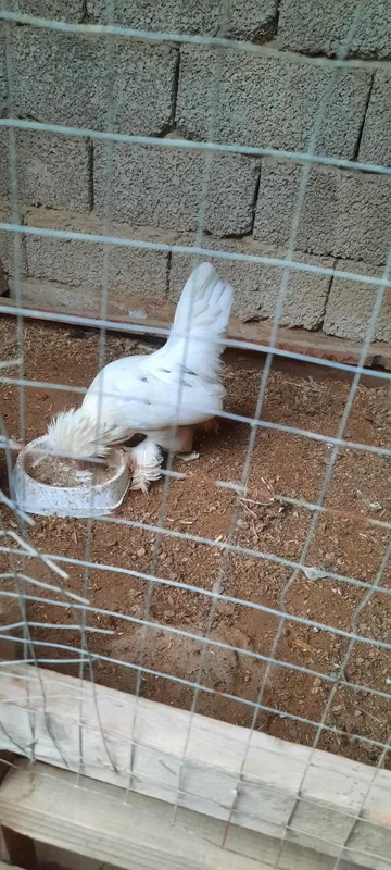 Yaponla 1+2 sotiladi 3 Yaponla 1+2 sotiladi 3