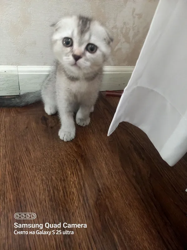 Scottish fold 3