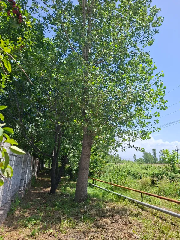 орешина, енгок