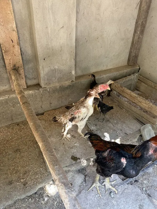 Qoroz 1 boy 1 galaba 4 ta joja bn tovugyam bor 4 Qoroz 1 boy 1 galaba 4 ta joja bn tovugyam bor 4