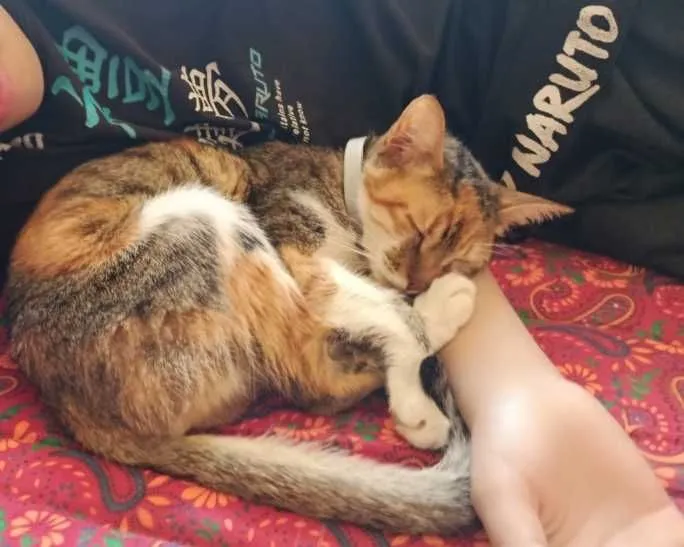Кошка в добрые руки