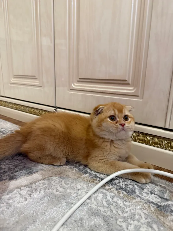 Mushuk bolasi scottish fold zotlik  2 yarm oylik — фото 1