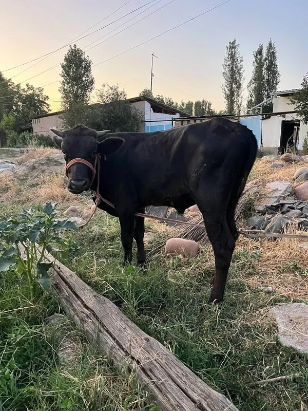 Buqachalar sotiladi soni 2 ta 6
